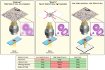 A-standard-optical-microscope-images-a-specimen-across-a-FOV-that-is-defined-by-the.png