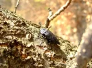 csm_capnodis_tenebrionis_damage_adult_beetle_koppert_1b6fb0b816.webp